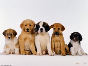 Puppies-Dog-Wallpaper1